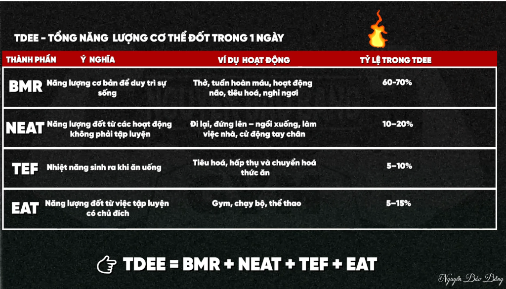 Bảng bốn thành phần của TDEE gồm BMR, NEAT, TEF và EAT kèm ví dụ hoạt động và tỷ lệ ước tính