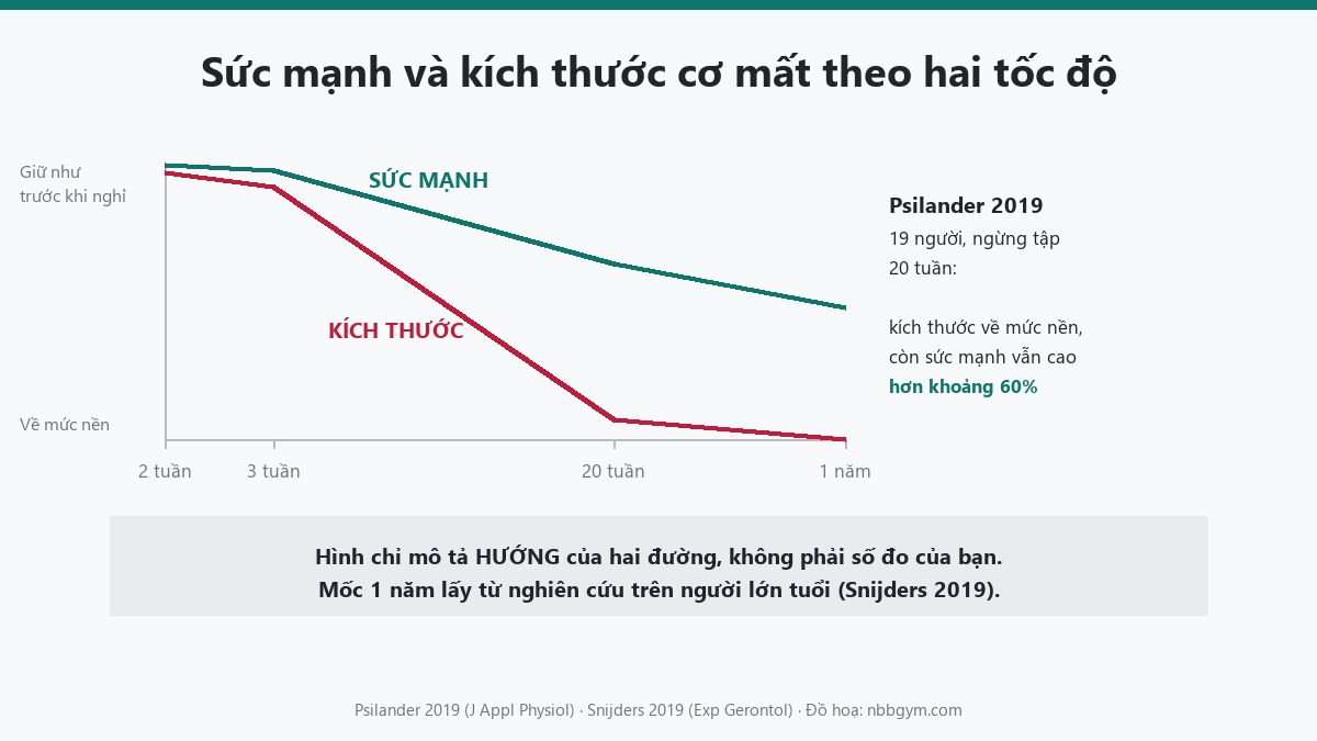 Đồ hoạ hai đường: kích thước cơ tụt trước, sức mạnh rơi sau và rơi ít hơn theo thời gian ngừng tập
