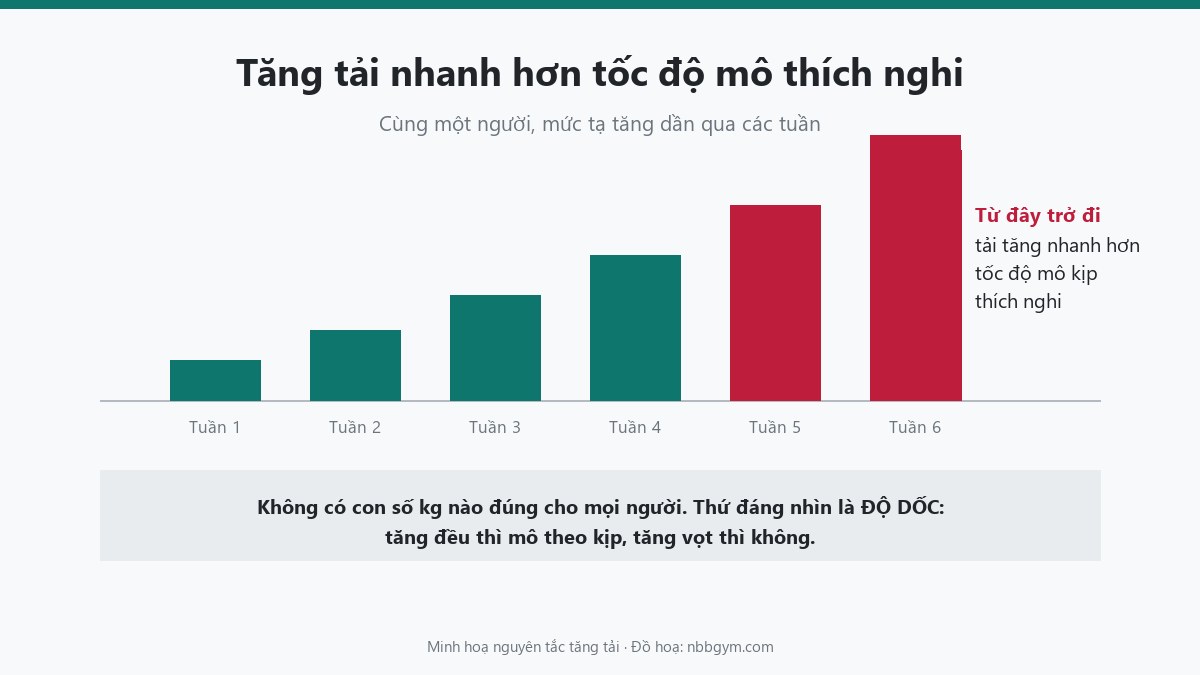 Đồ hoạ thang tăng tải: mức tạ tăng dần qua sáu tuần, đánh dấu chỗ tăng nhanh hơn tốc độ mô thích nghi