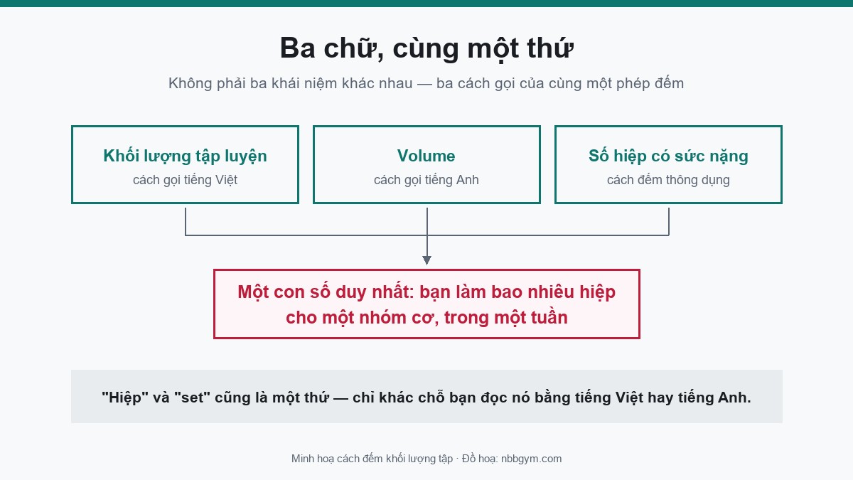 Đồ hoạ: khối lượng tập luyện, volume và số hiệp có sức nặng mỗi tuần là ba cách gọi của cùng một phép đếm