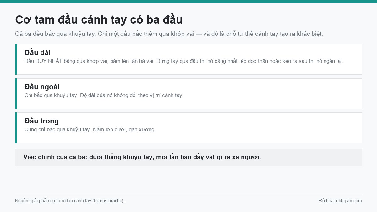Đồ hoạ ba đầu của cơ tam đầu cánh tay: đầu dài băng qua khớp vai, đầu ngoài và đầu trong chỉ bắc qua khuỷu