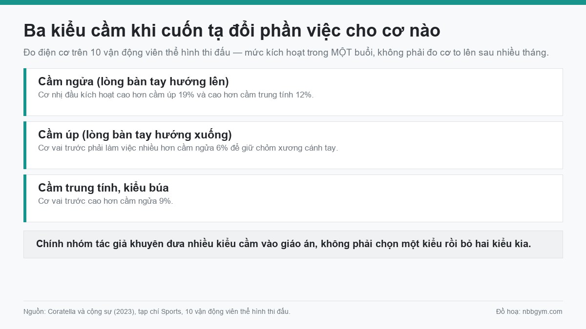 Đồ hoạ ba kiểu cầm khi cuốn tạ và cơ nào làm việc nhiều hơn ở mỗi kiểu, số liệu Coratella 2023