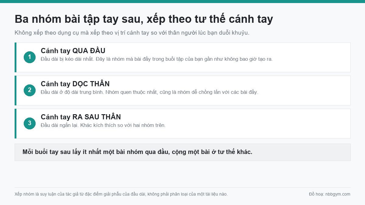 Đồ hoạ ba nhóm bài tập tay sau xếp theo tư thế cánh tay: qua đầu, dọc thân, ra sau thân