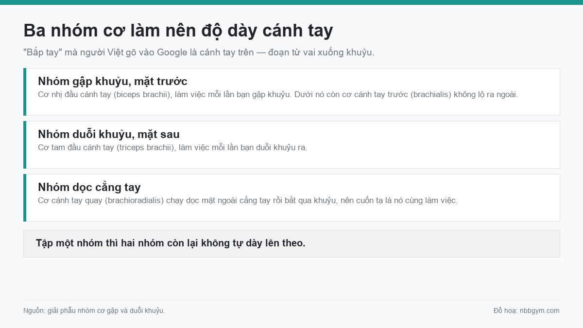 Đồ hoạ ba nhóm cơ làm nên độ dày cánh tay trên: nhóm gập khuỷu, nhóm duỗi khuỷu, nhóm dọc cẳng tay