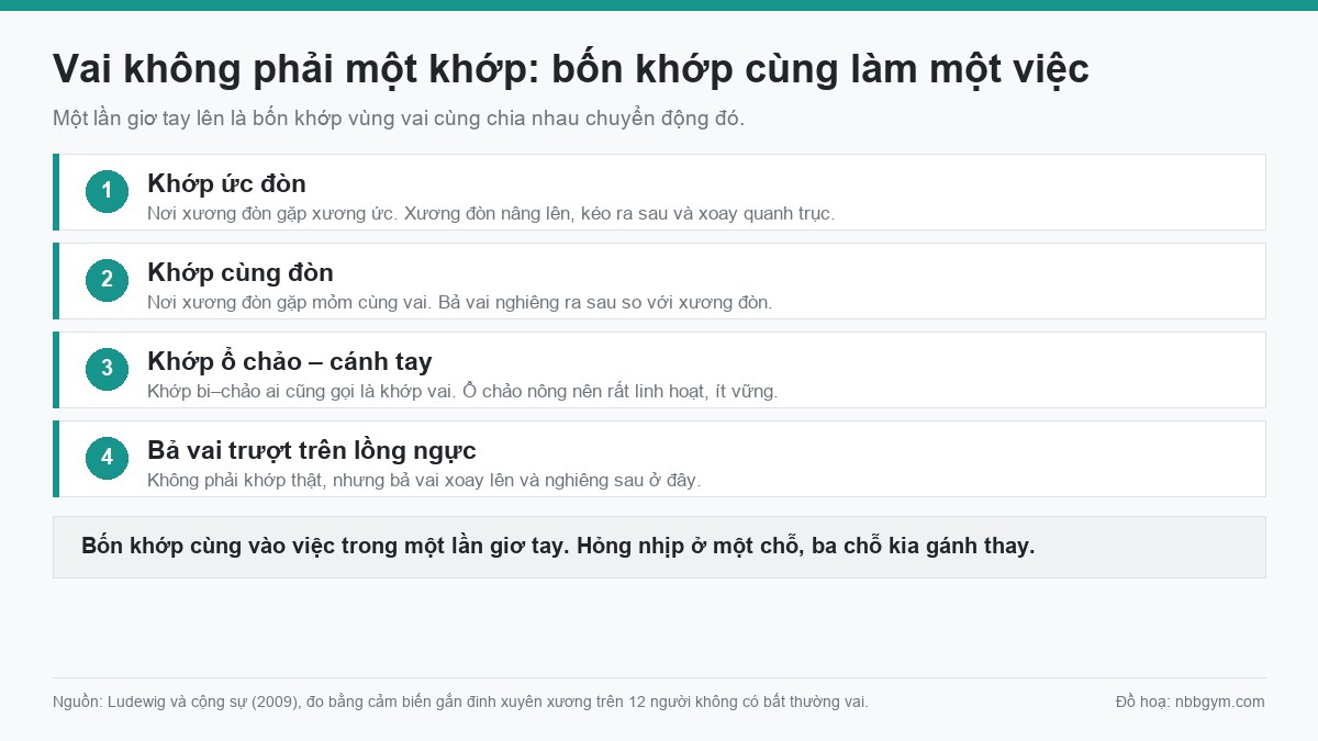 Đồ hoạ bốn khớp vùng vai cùng tham gia một lần giơ tay: khớp ức đòn, khớp cùng đòn, khớp ổ chảo cánh tay và bả vai trượt trên lồng ngực