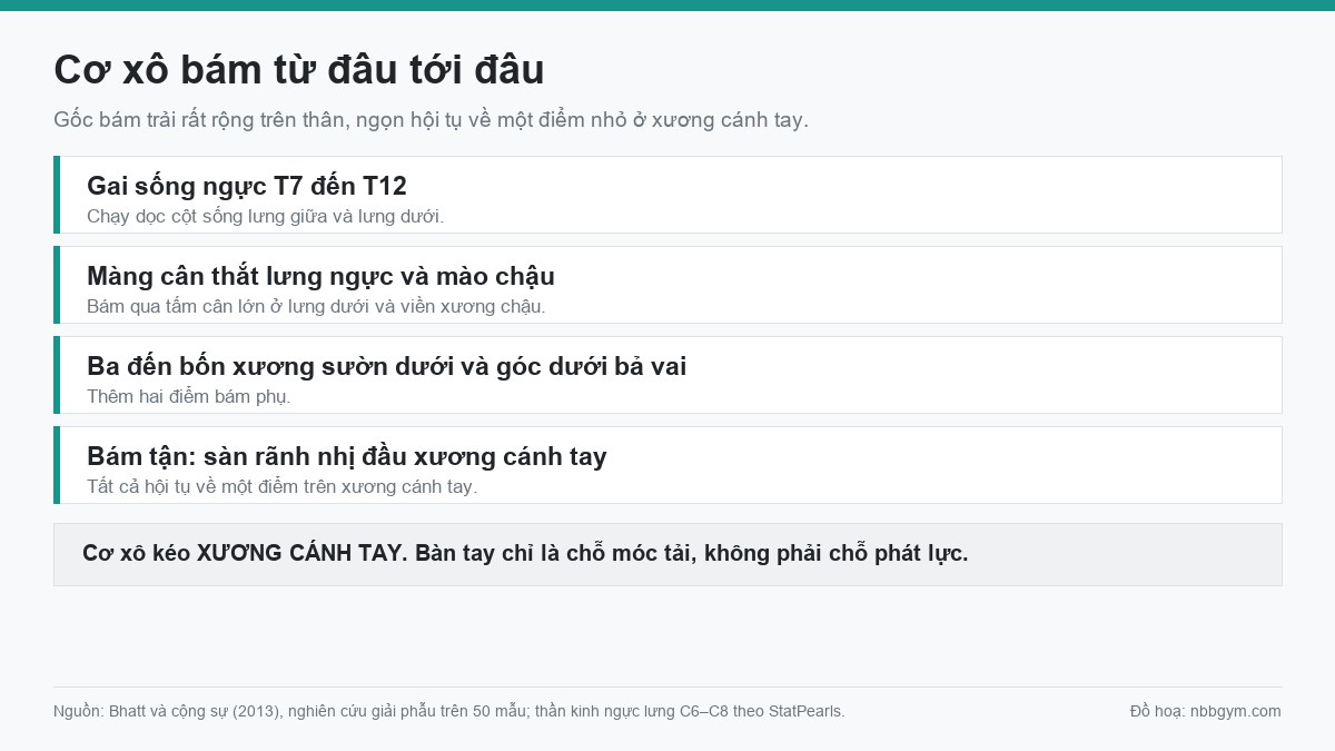 Đồ hoạ các điểm bám của cơ rộng lưng: gai sống T7 đến T12, màng cân thắt lưng ngực, mào chậu, xương sườn dưới, và bám tận ở rãnh nhị đầu xương cánh tay