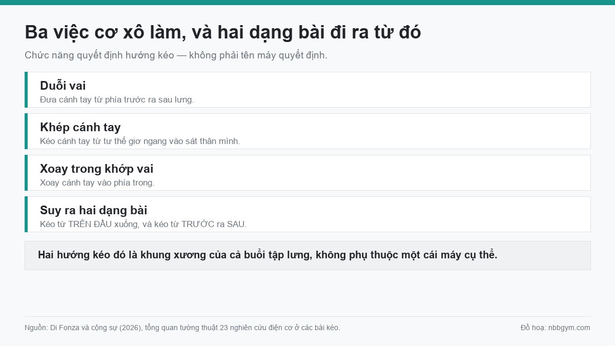 Đồ hoạ ba chức năng của cơ rộng lưng và hai dạng bài kéo đi ra từ đó