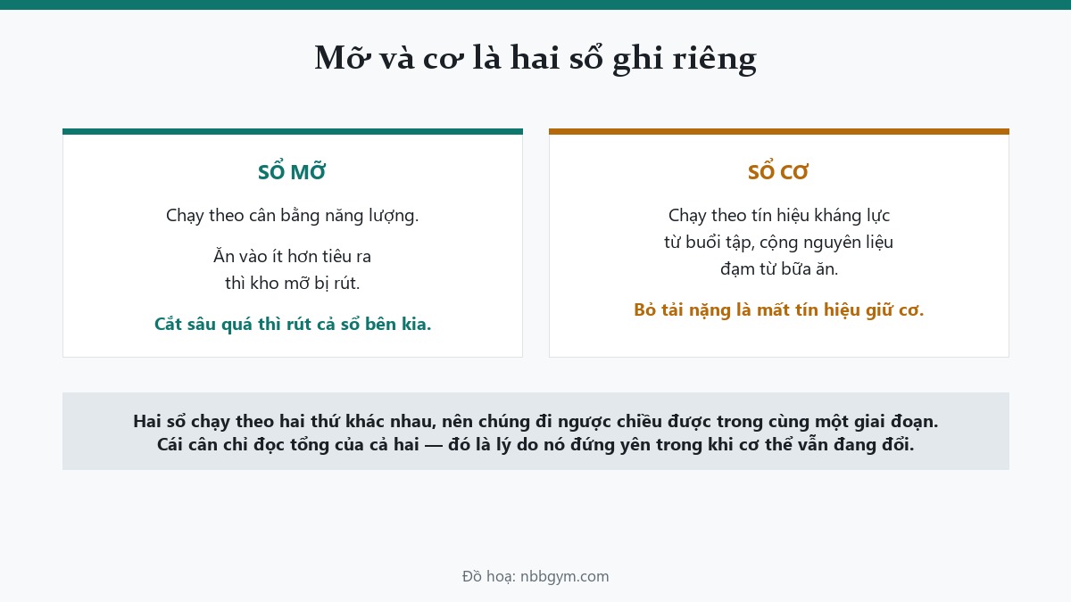 Đồ hoạ hai sổ ghi: sổ mỡ chạy theo cân bằng năng lượng, sổ cơ chạy theo tín hiệu kháng lực và đạm