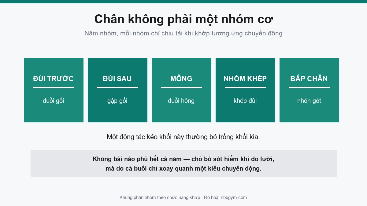 Đồ hoạ năm nhóm cơ vùng chân: đùi trước, đùi sau, mông, nhóm khép và bắp chân