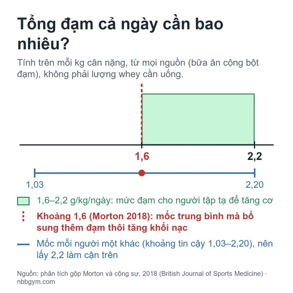 Thang tổng đạm cả ngày tính trên mỗi kg cân nặng: vùng 1,6–2,2 g/kg cho người tập tạ để tăng cơ, vạch khoảng 1,6 g/kg của phân tích gộp Morton 2018 với khoảng tin cậy 1,03–2,20